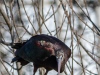 Ibis : Europa, Nat. park Donana, Reisen, Spanje, europa